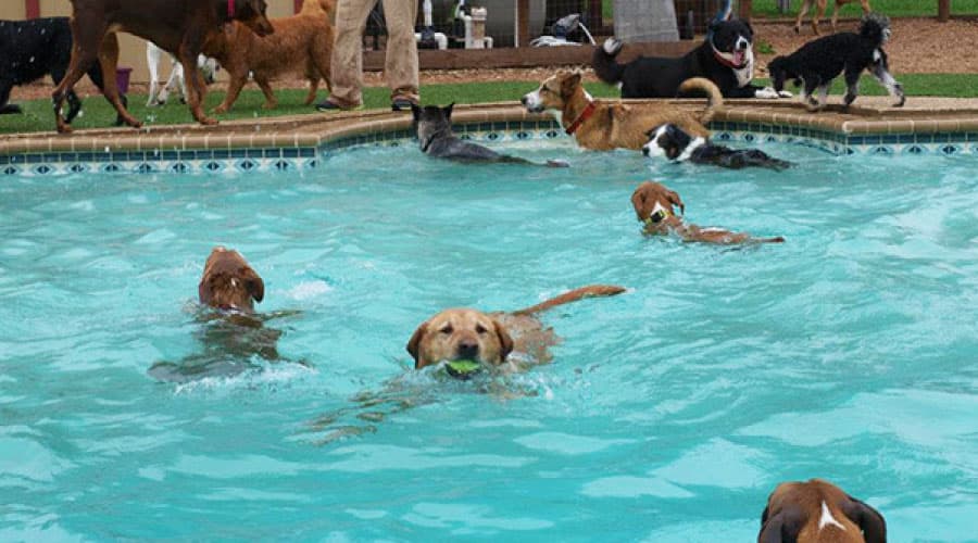 What Is The Best Dog For Swimming