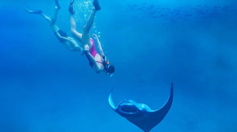 Where Is The Best Place To Swim With Manta Rays
