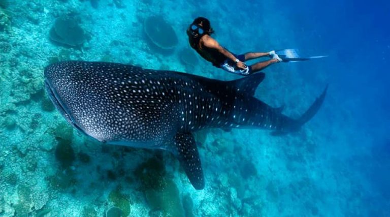When Is The Best Time To Swim With Whale Sharks