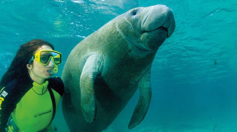 Where Is The Best Place To Swim With Manatees